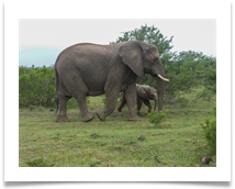 ON SAFARI IN SOUTH AFRICA - Steve Hodson